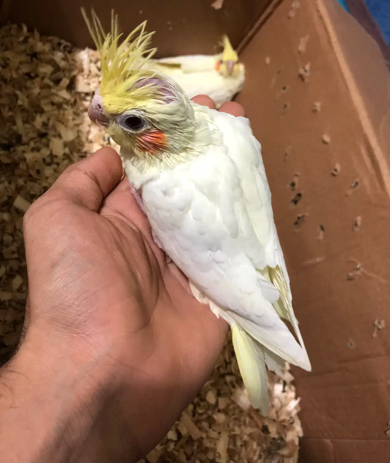 عروس هلندی|پرنده|بندرعباس, |دیوار