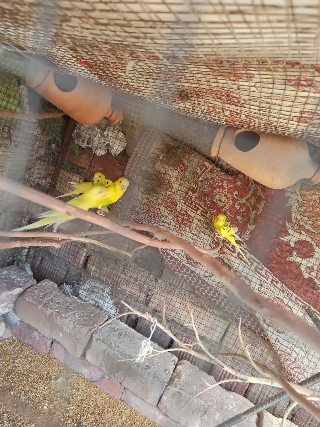 مرغ عشق|پرنده|خاش, |دیوار