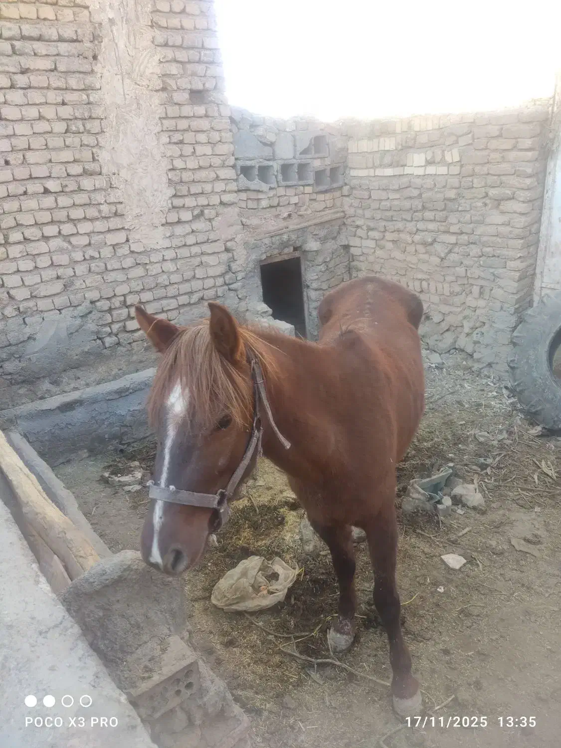 اسب 2سال اوست سه ماه آرام نجیب|اسب و تجهیزات اسب‌سواری|مشهد, كنويست|دیوار