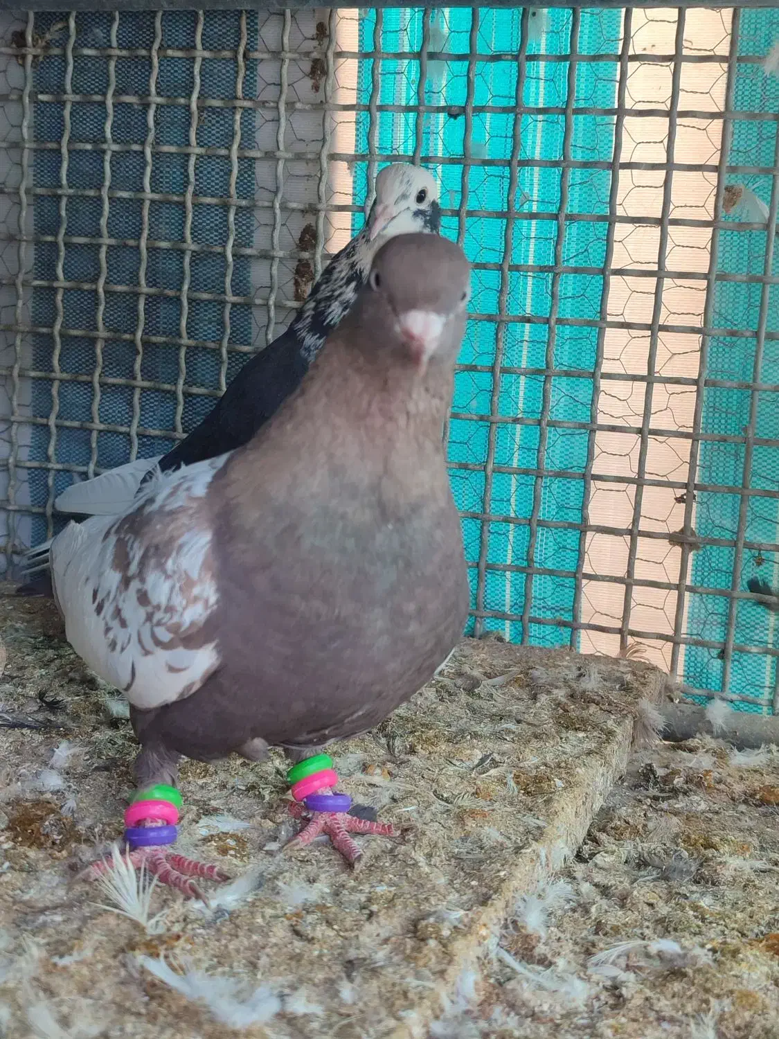 ماده سینه قهوه ای|پرنده|شهرکرد, |دیوار