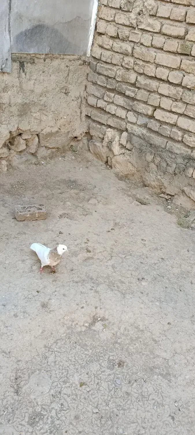 طوقی لیمویی خال سیاه|پرنده|داران, |دیوار