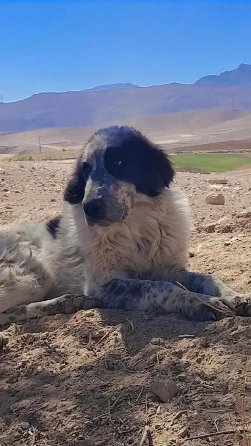 توله سگ ماده اصیل|سگ|چنارود, |دیوار