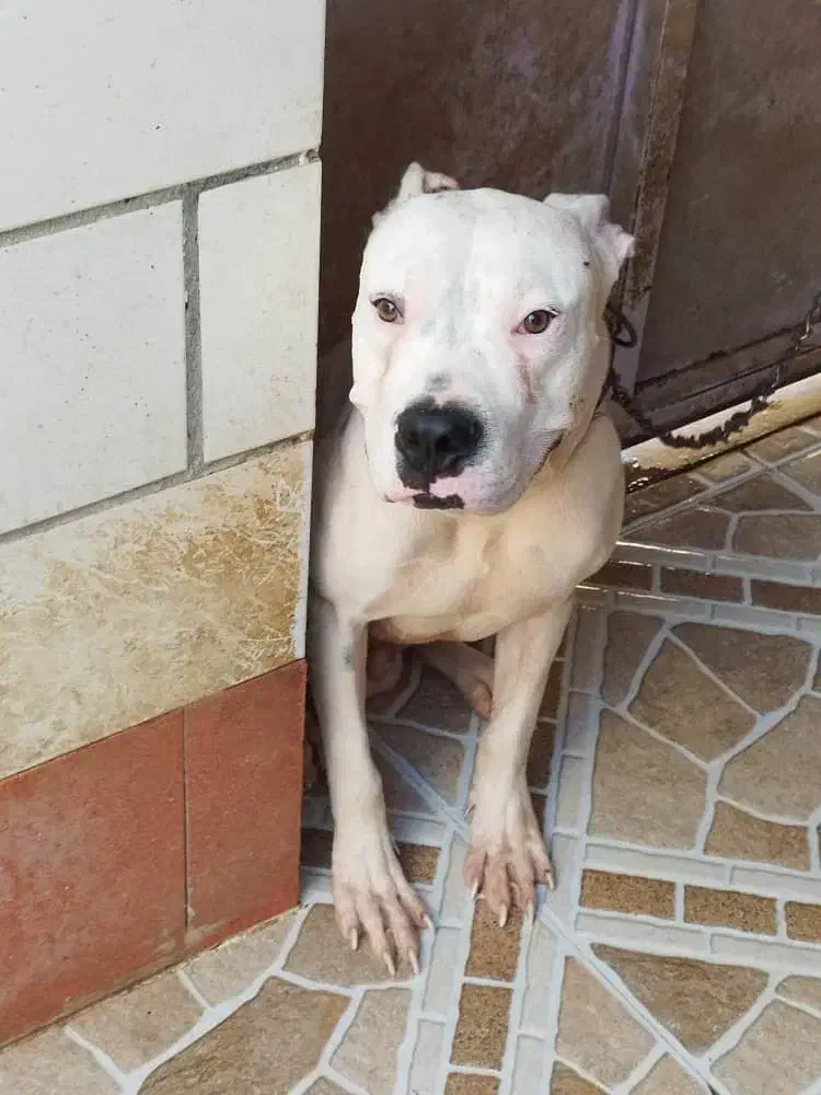 سگ داگو آرژانتین|سگ|بوشهر, |دیوار