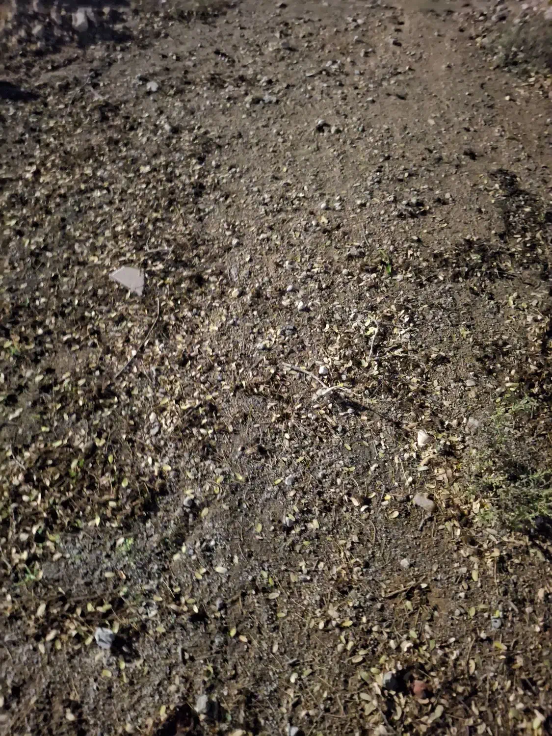 وحدتیه زمین برای کاشت گندم|اجارهٔ دفتر صنعتی، کشاورزی، تجاری|وحدتیه, |دیوار