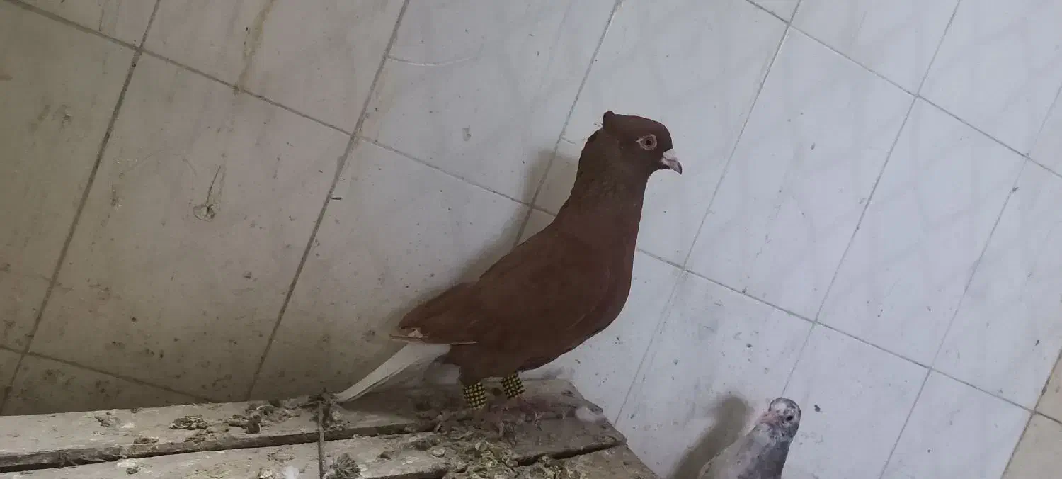 کبوتر رنگه آس|پرنده|شیروان (خراسان), |دیوار