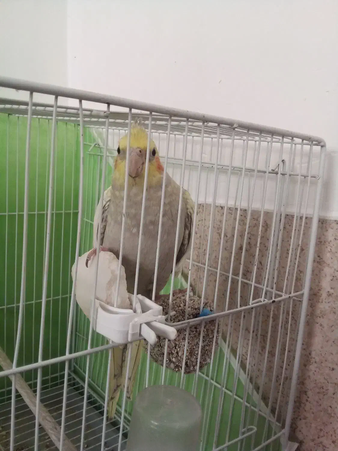 عروس هلندی|پرنده|سبزوار, توحیدشهر|دیوار