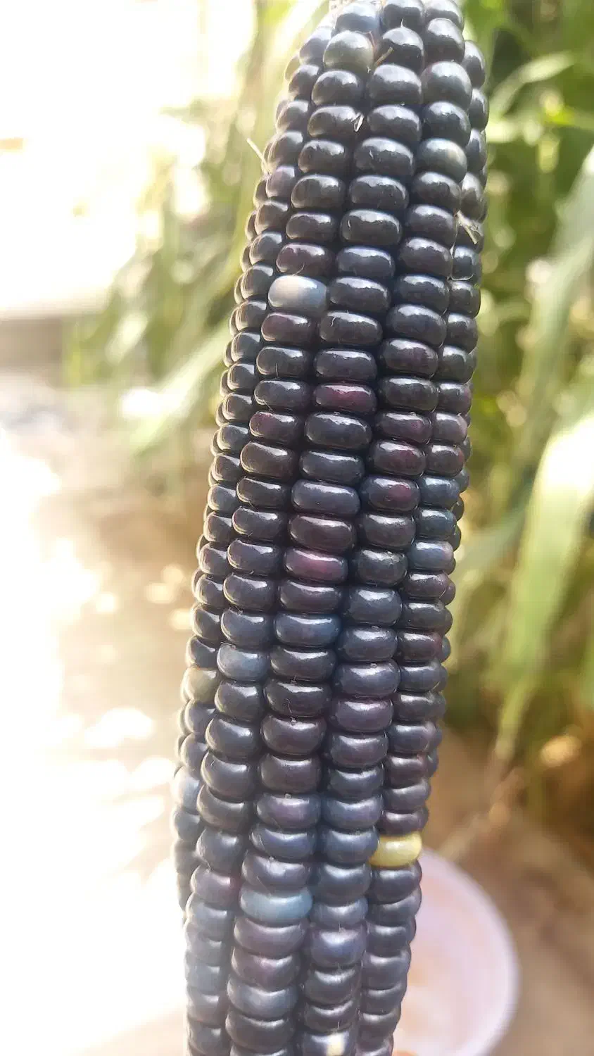 ذرت رنگی|گل و گیاه طبیعی|بروجن, |دیوار