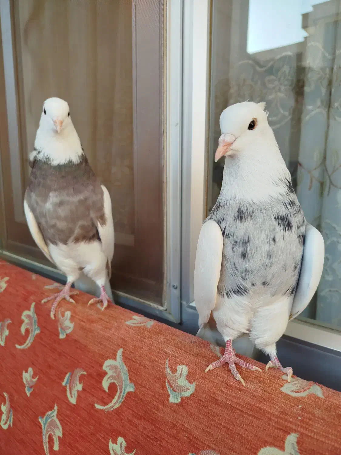 طوقی الماسی|پرنده|مبارکه, |دیوار