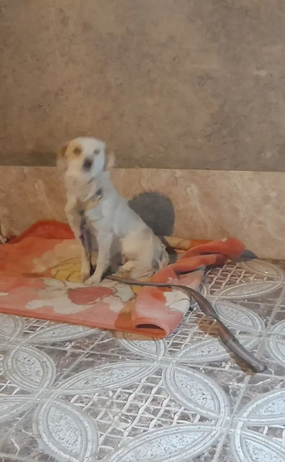 سگ گلدن رتریور|سگ|زابل, |دیوار