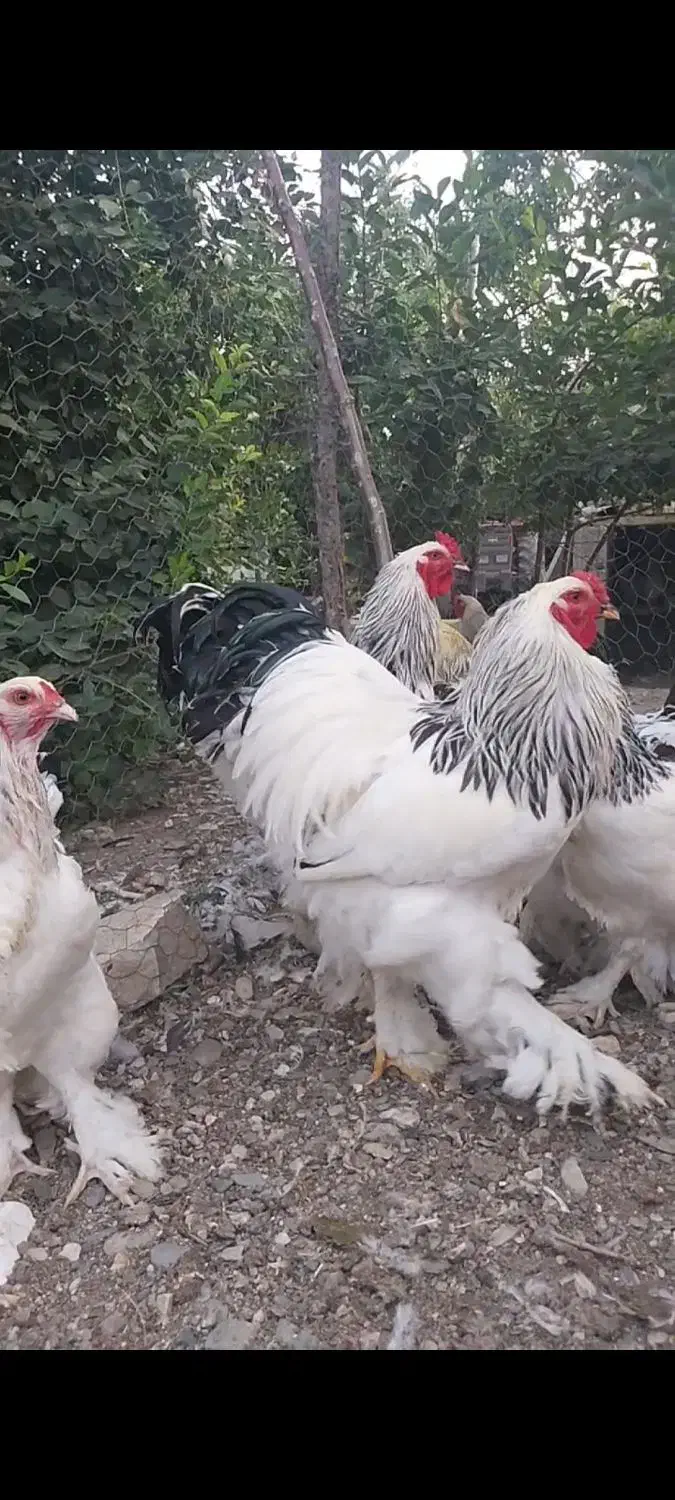 تخم مرغ نطفه دار برهما لایت مرغ و خروس|حیوانات مزرعه|مشهد, مشکینی (شهرک غرب)|دیوار