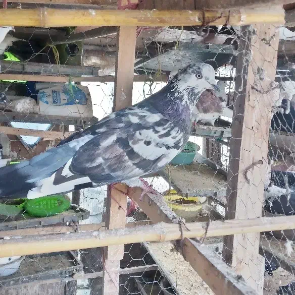 کبوتر سوسکی نر غریب|پرنده|رشت, کوی فکوری|دیوار