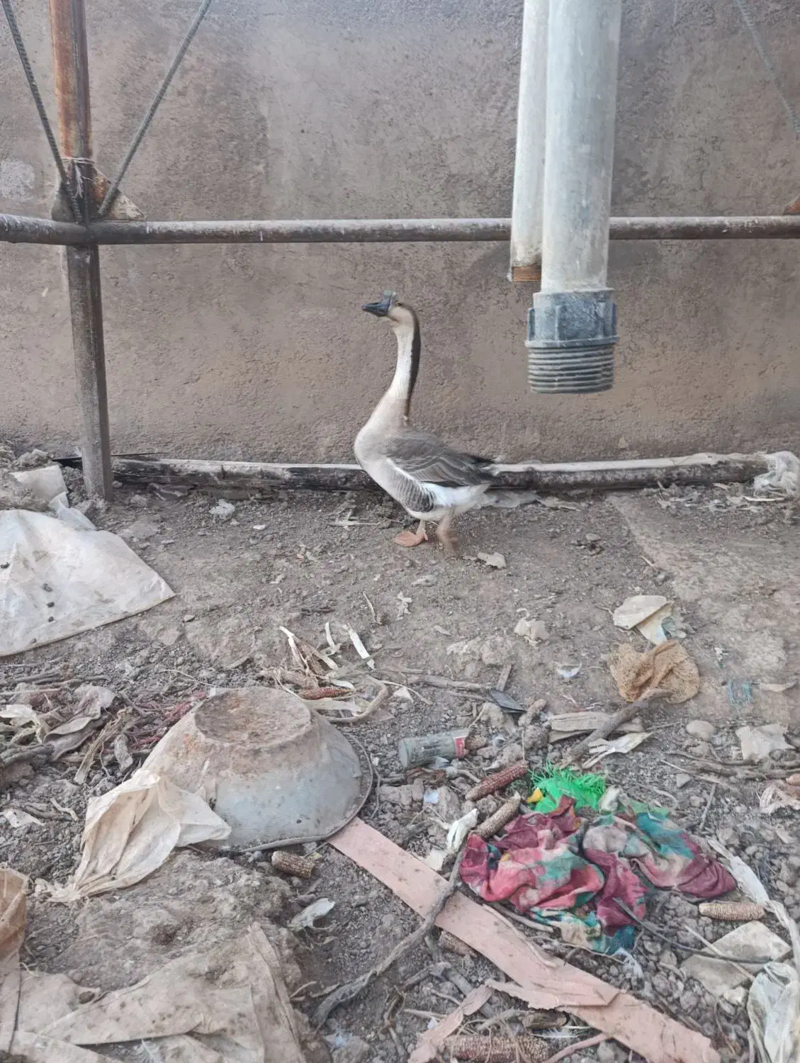 گاز آفریقایی نر و ماده|حیوانات مزرعه|دشتابی, |دیوار