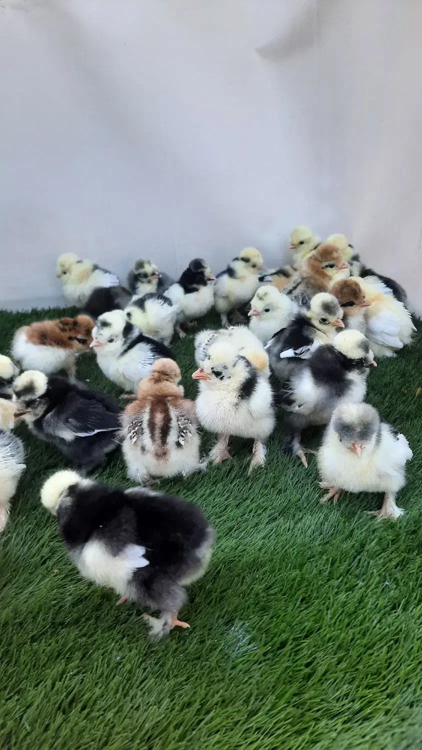 جوجه مرغ زینتی در چند نمونه|حیوانات مزرعه|خمینیشهر, |دیوار