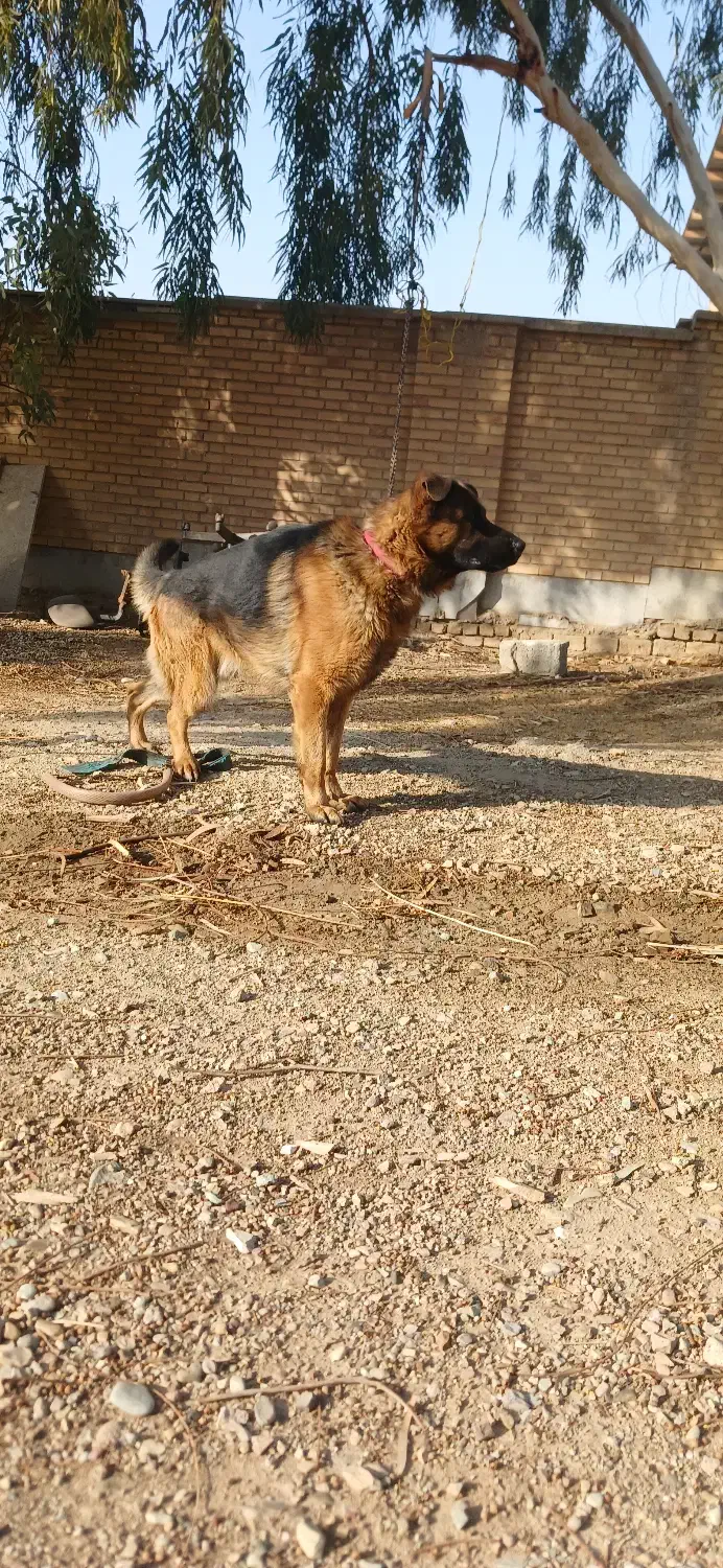 حیوان سگ|سگ|تهران, شهرآرا|دیوار