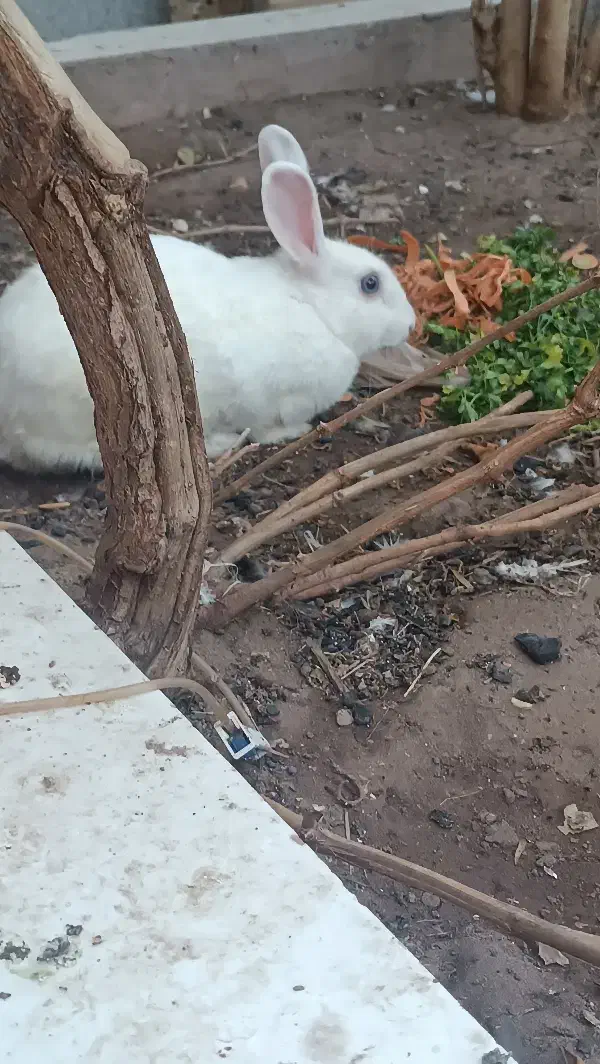 خرگوش نر|موش و خرگوش|رفسنجان, |دیوار