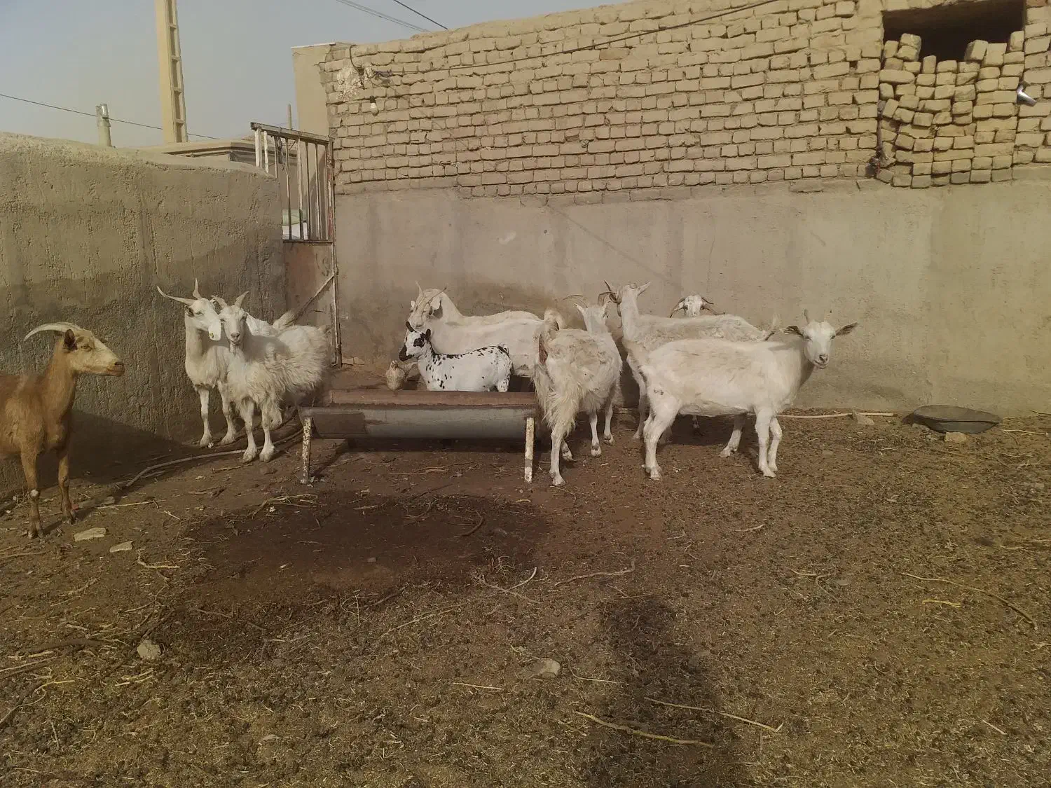 بز سانن آبستن|حیوانات مزرعه|بردسکن, |دیوار