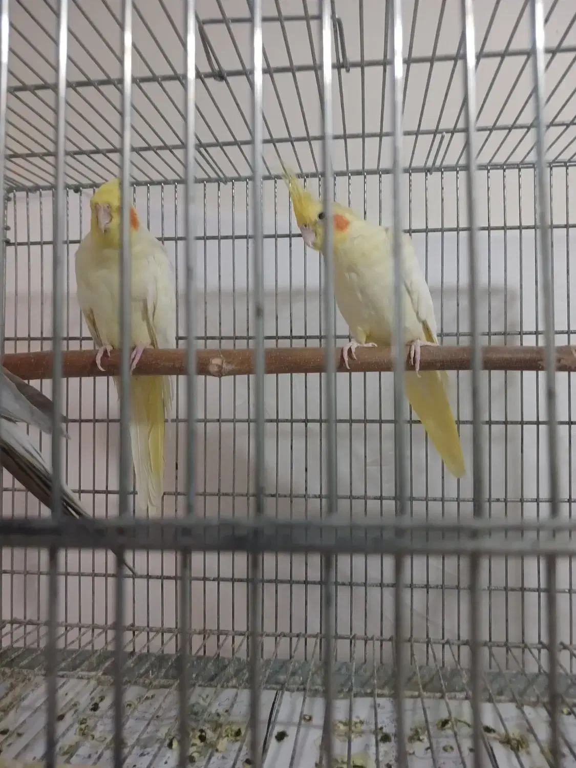 عروس هلندی|پرنده|صفادشت, |دیوار