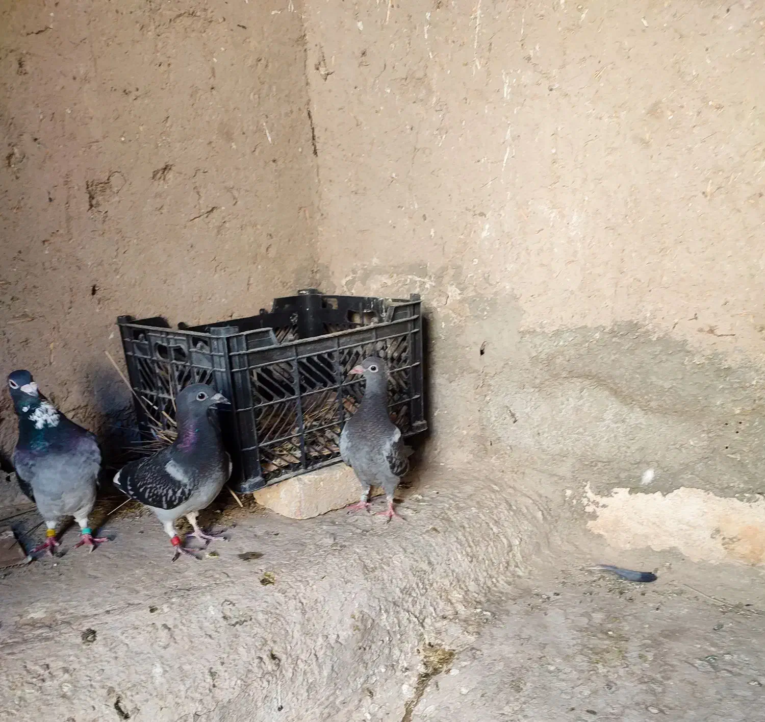 نرو ماده با جوجه|پرنده|سراوان, |دیوار