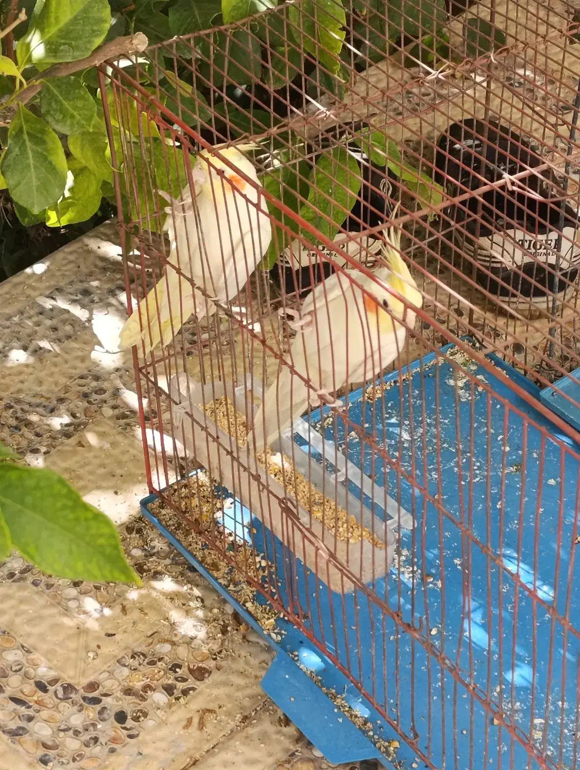 عروس هلندی زعفرانی|پرنده|استهبان, |دیوار