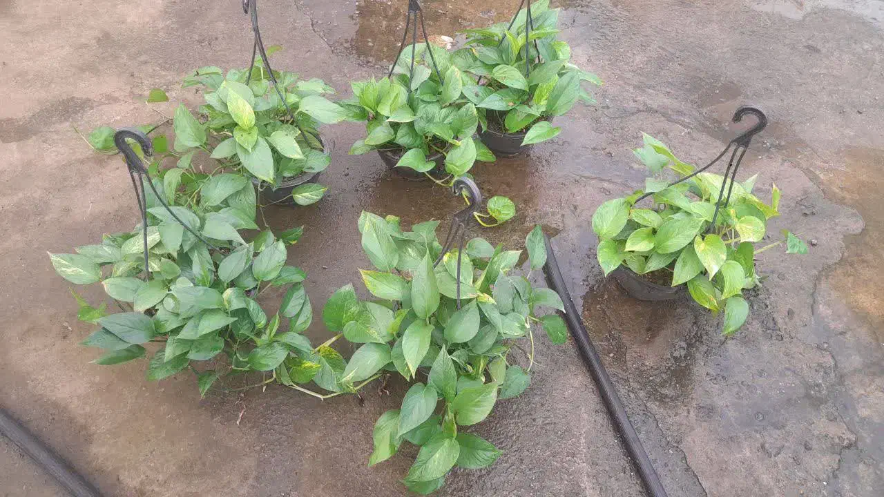 پتوس کاسه ، دیفن ، یوکا ، شامادورا|گل و گیاه طبیعی|قم, شهرک فاطمیه|دیوار