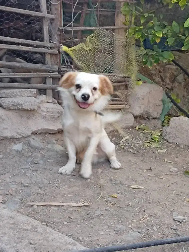 سگ پا کوتاه|سگ|جیرفت, |دیوار