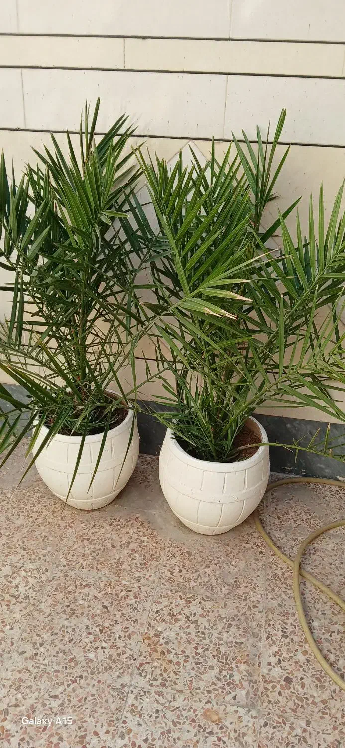 نهال نخل|گل و گیاه طبیعی|شوشتر, |دیوار