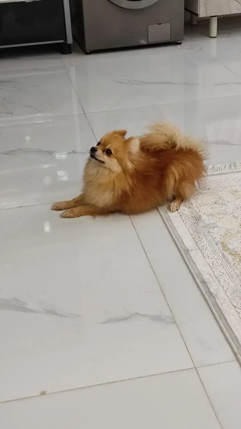 سگ پامر عروسکی ماده|سگ|کرج, شهرک بنفشه|دیوار