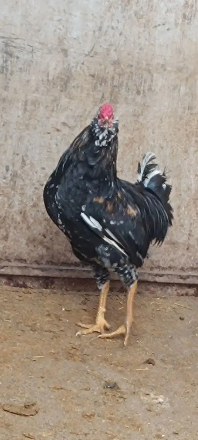 نیمچه گلین و نیمچه محلی|حیوانات مزرعه|سنقر, |دیوار