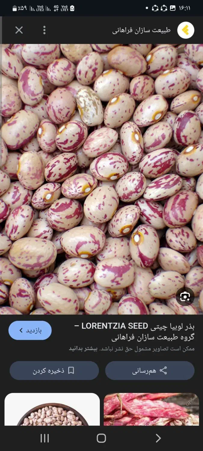 لوبیاچیتی تازه|خوردنی و آشامیدنی|باغستان, |دیوار