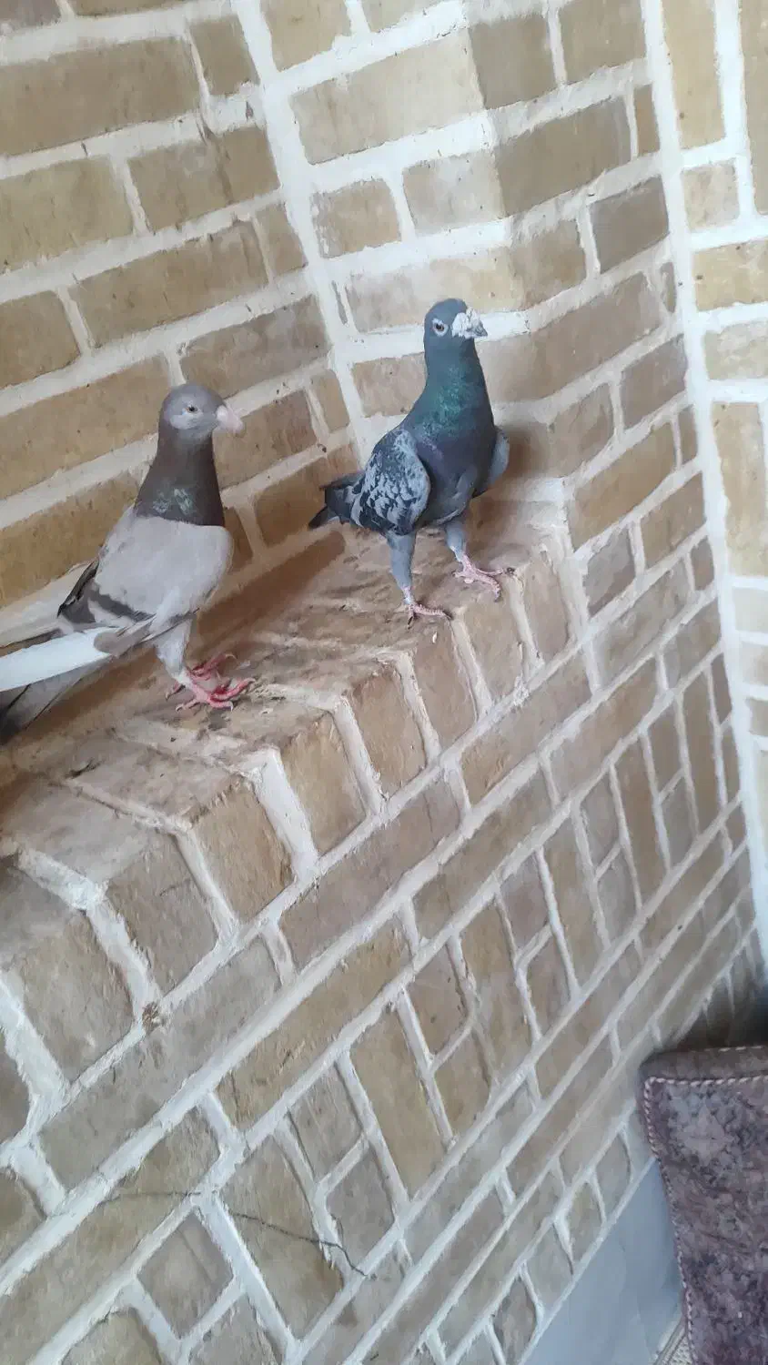 چند عدد کفتر درجه یک|پرنده|اردکان, |دیوار