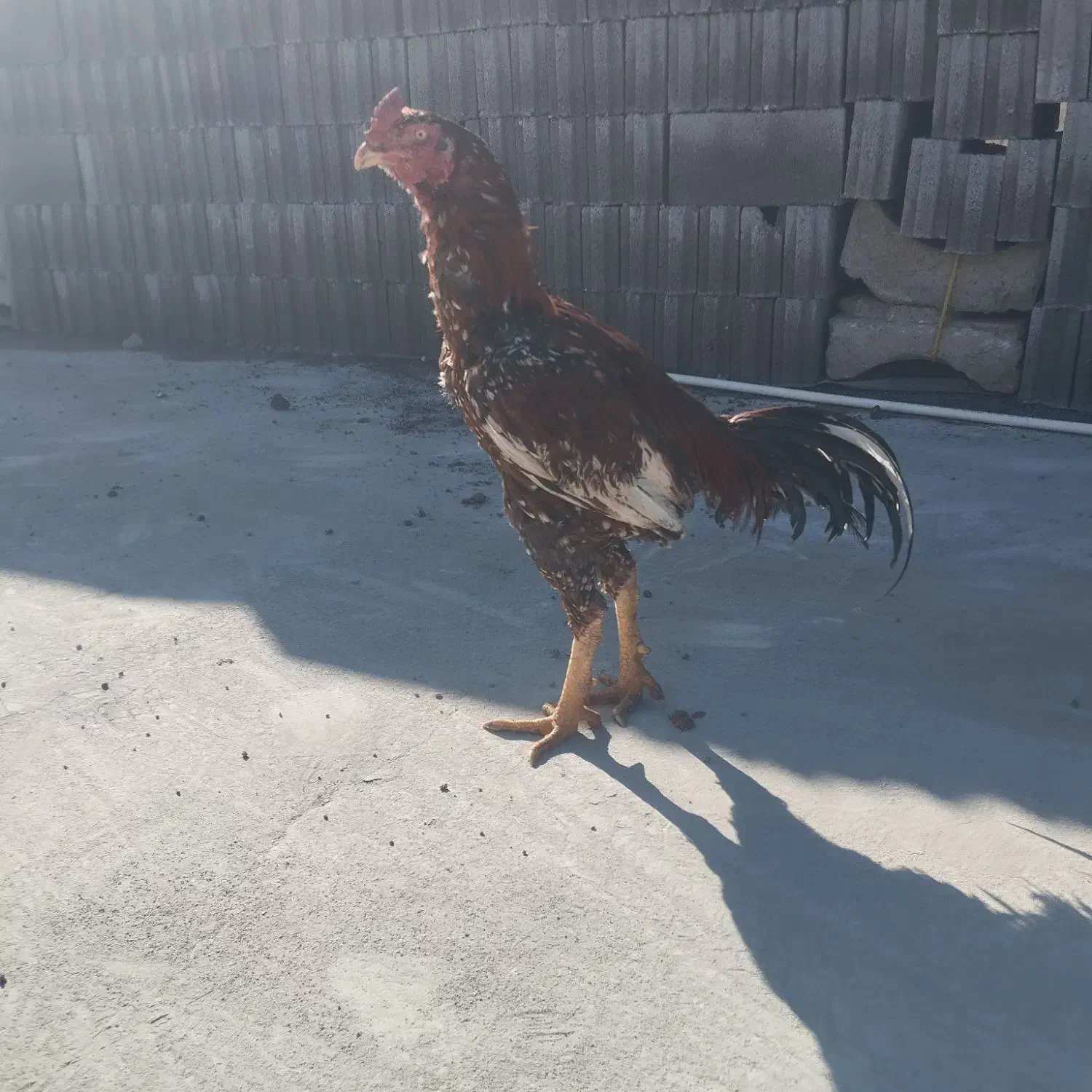 خروس لاری|حیوانات مزرعه|باسمنج, |دیوار