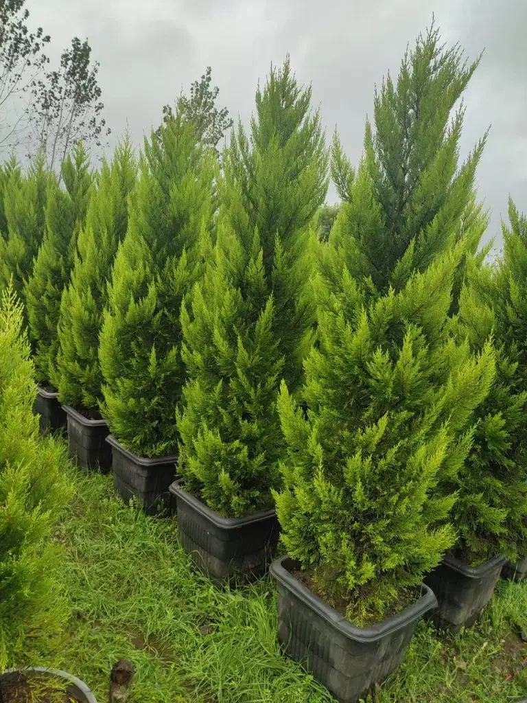 ملک اجاره ایی جهت گلخانه جوار جاده ساحلی|اجارهٔ دفتر صنعتی، کشاورزی، تجاری|نوشهر, |دیوار