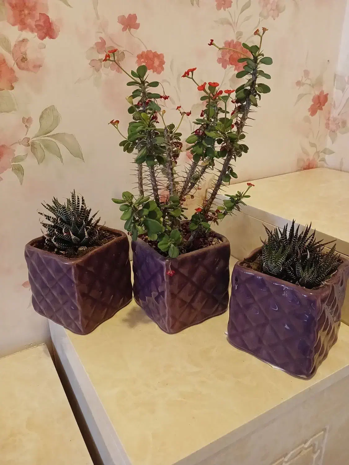 گل سرحال|گل و گیاه طبیعی|رشت, جهاد|دیوار