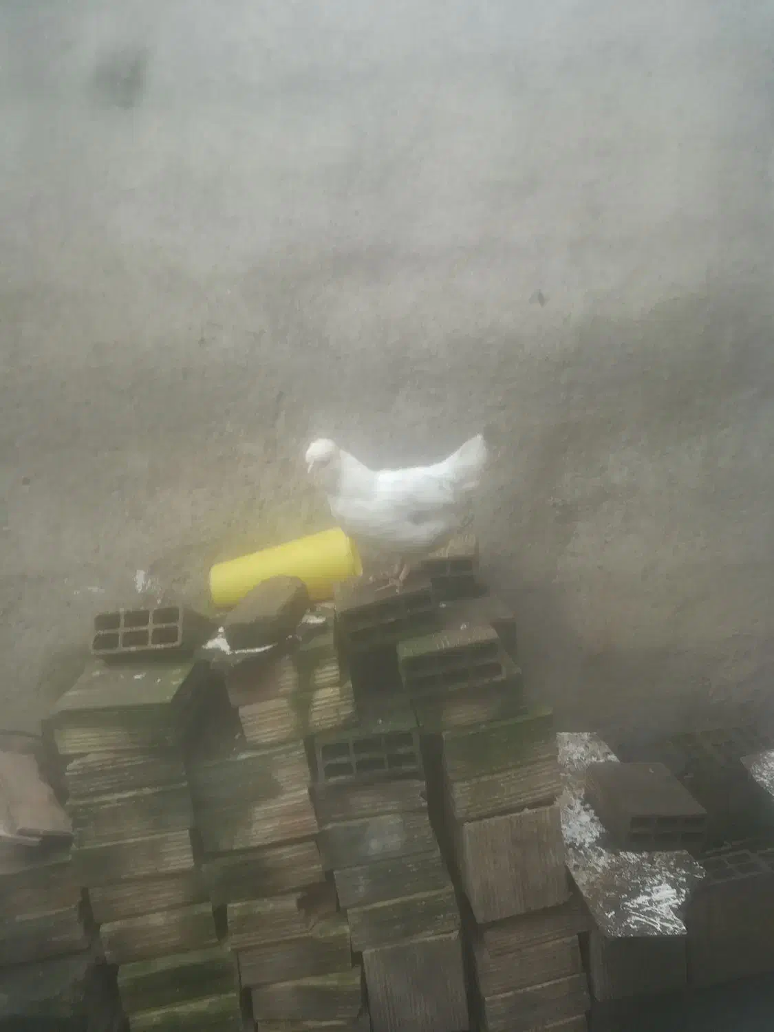 گلین و لاری|حیوانات مزرعه|رشت, پاره بیجار|دیوار