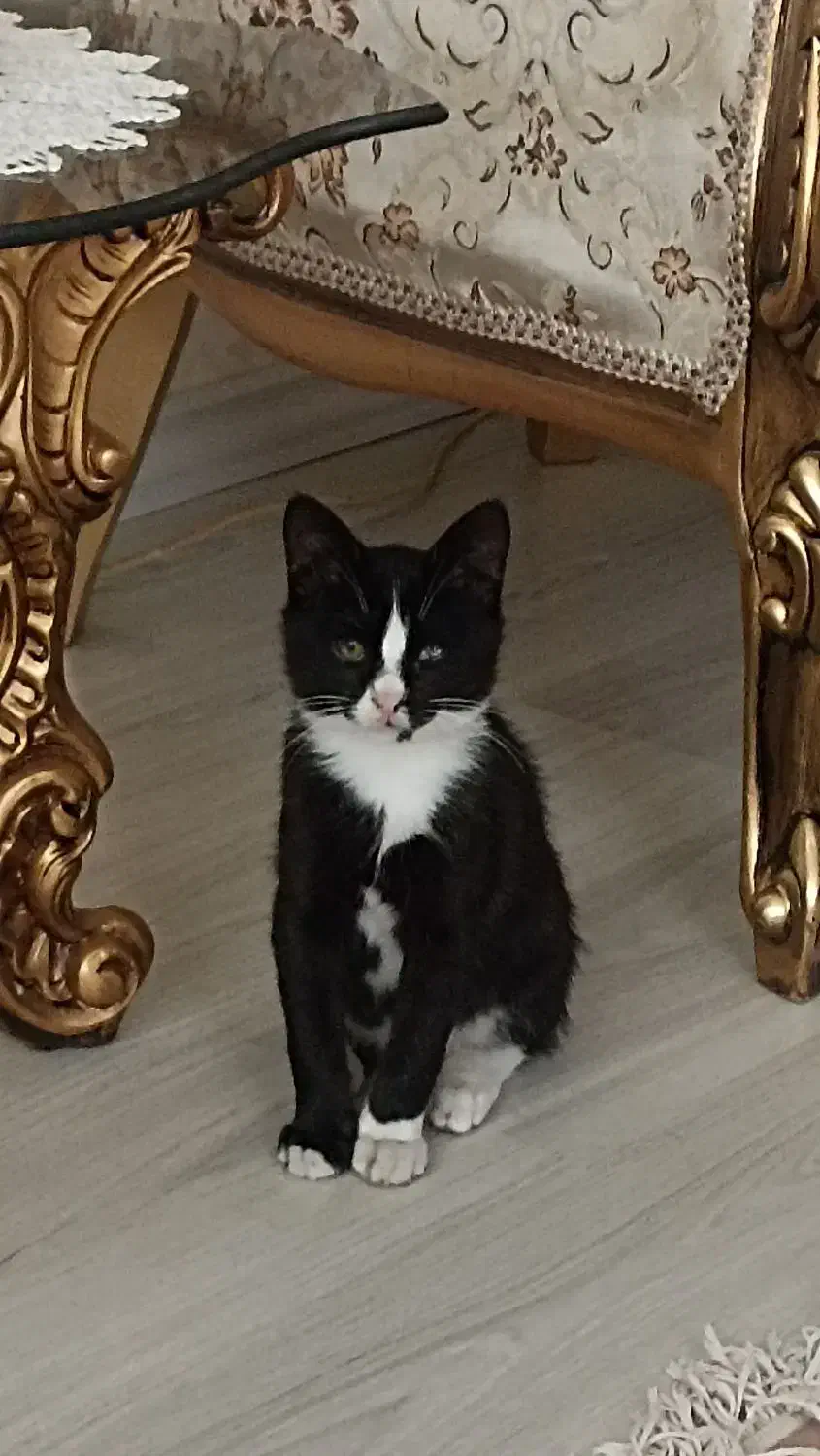 گربه خانگی گم شده|گربه|نمین, |دیوار