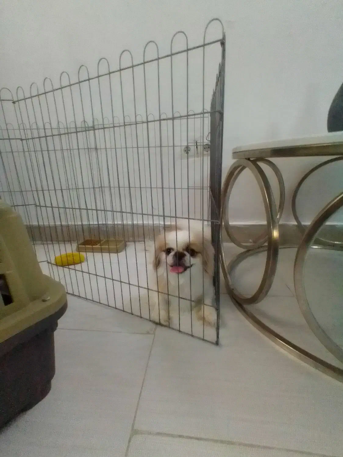 فروش پیکینیز امپریال|سگ|ری, بازار آهن|دیوار