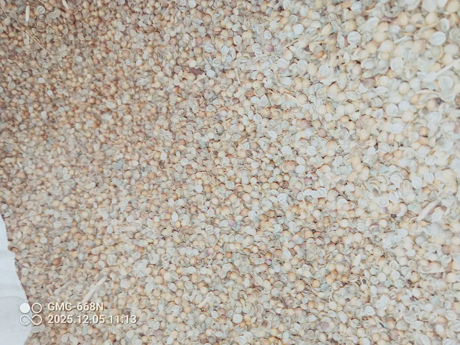 تخم گشنیز|خدمات باغبانی و درختکاری|گرگان, |دیوار