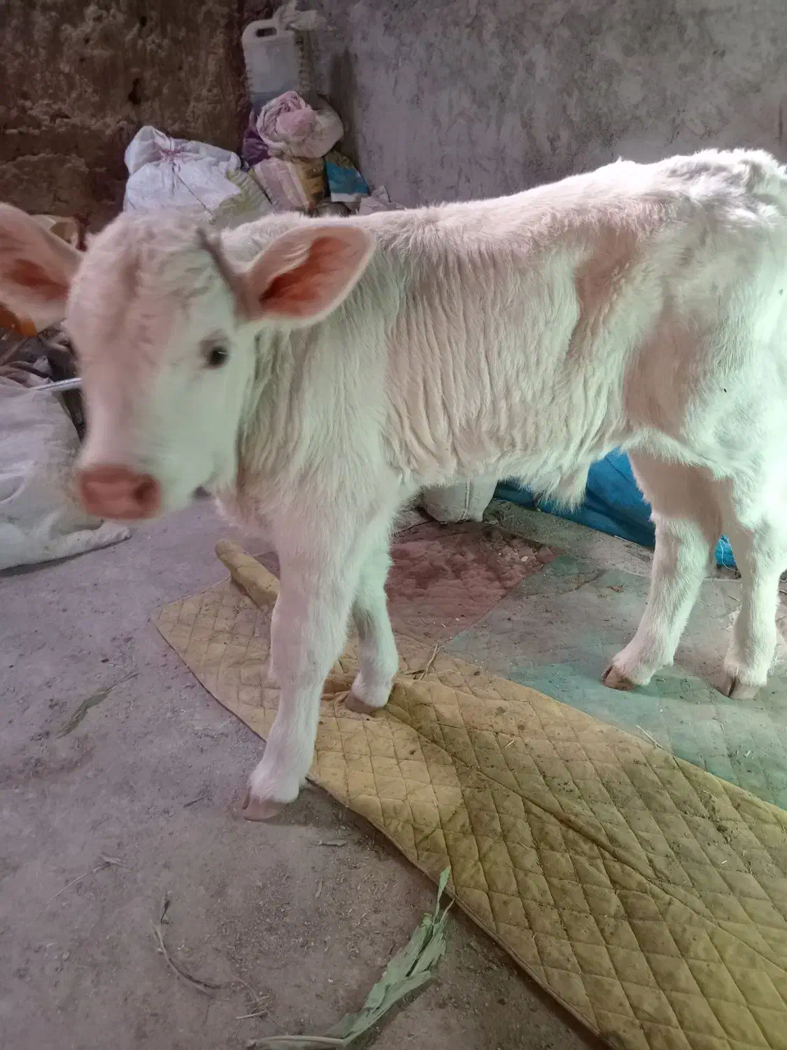 گاو سیمینتال|حیوانات مزرعه|باشتین, |دیوار