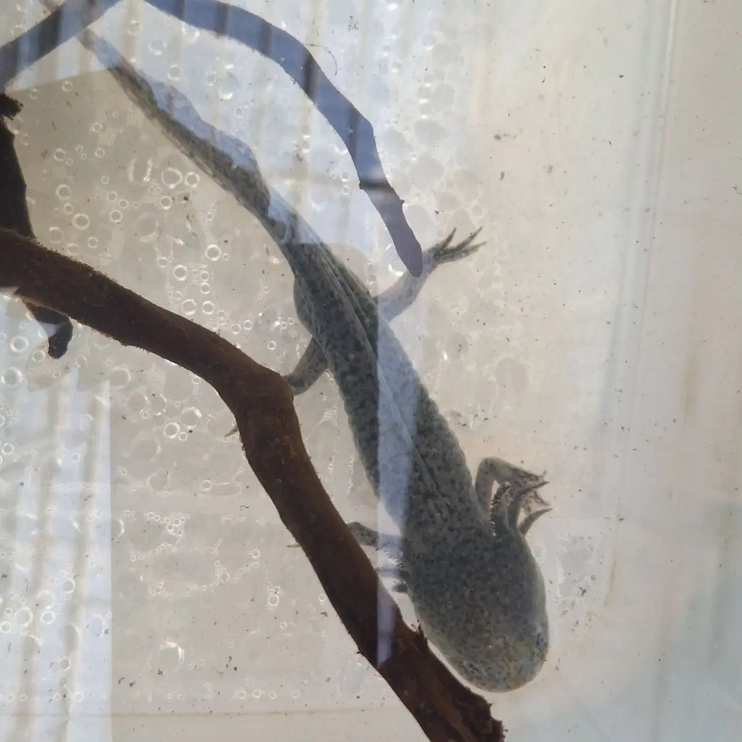 ماهی|ماهی|اراک, |دیوار