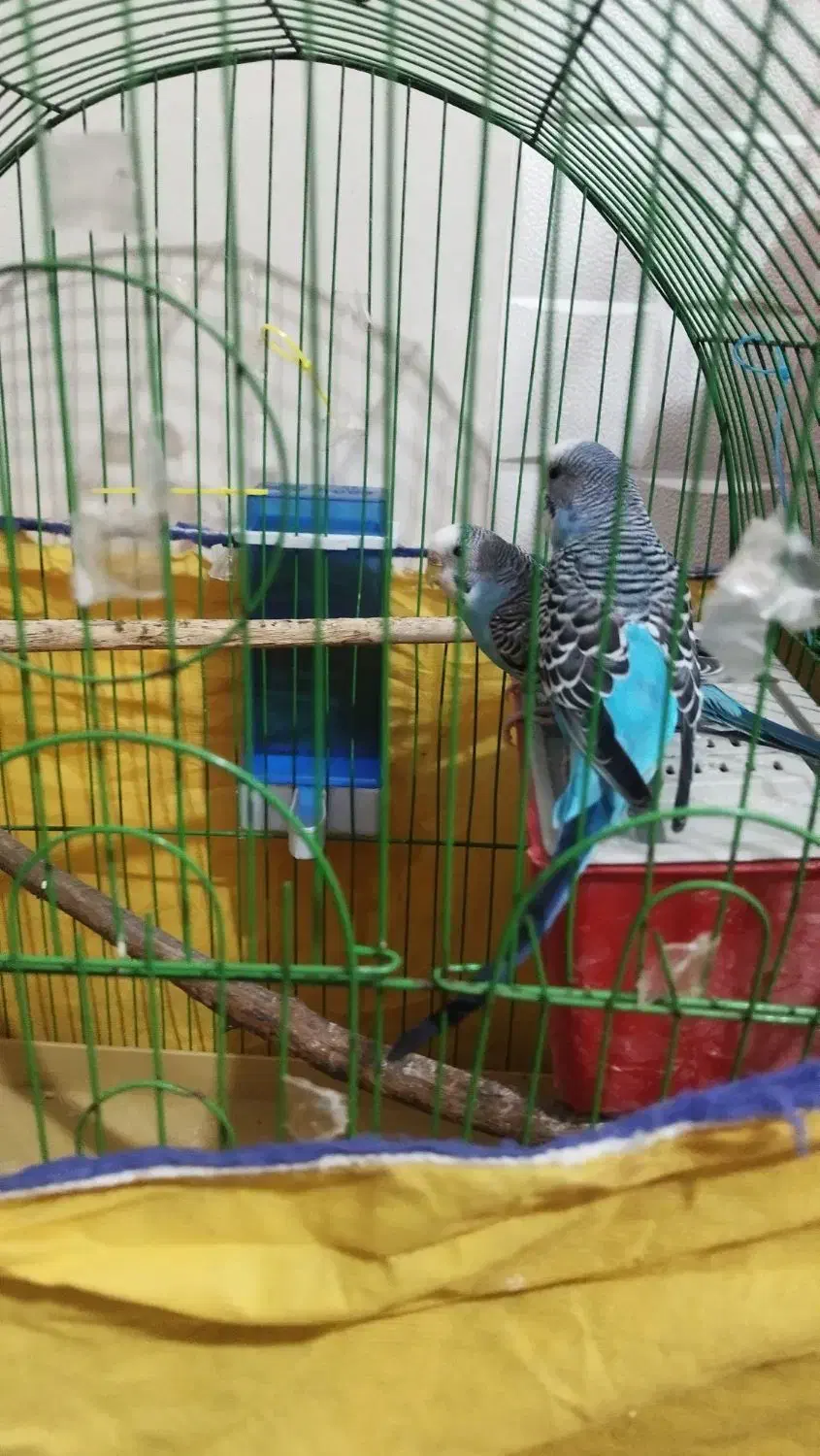 فروش جفت مرغ عشق جوان و سالم|پرنده|تهران, اوقاف|دیوار