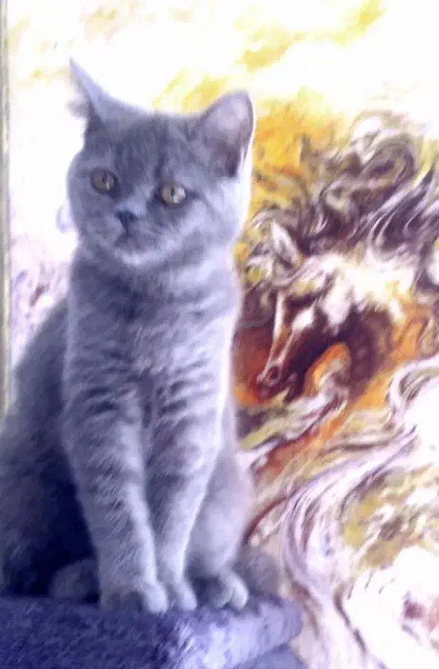 گمشده در حوالی نوبنیاد خیابان ارگ|حیوانات|کیش, |دیوار