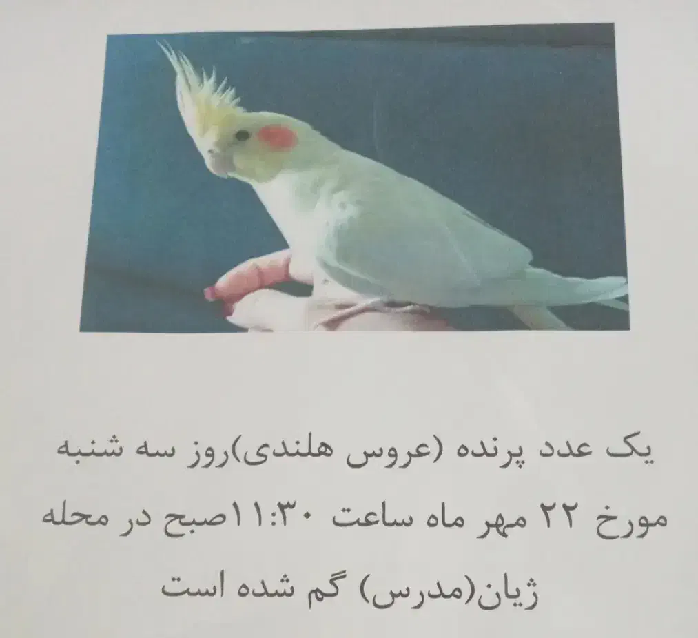 گمشده|حیوانات|مرودشت, ژیان|دیوار