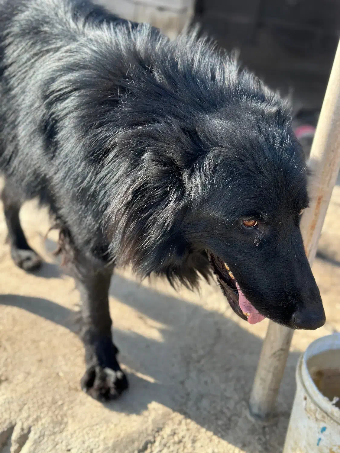 واگذاری|سگ|بیضا, |دیوار