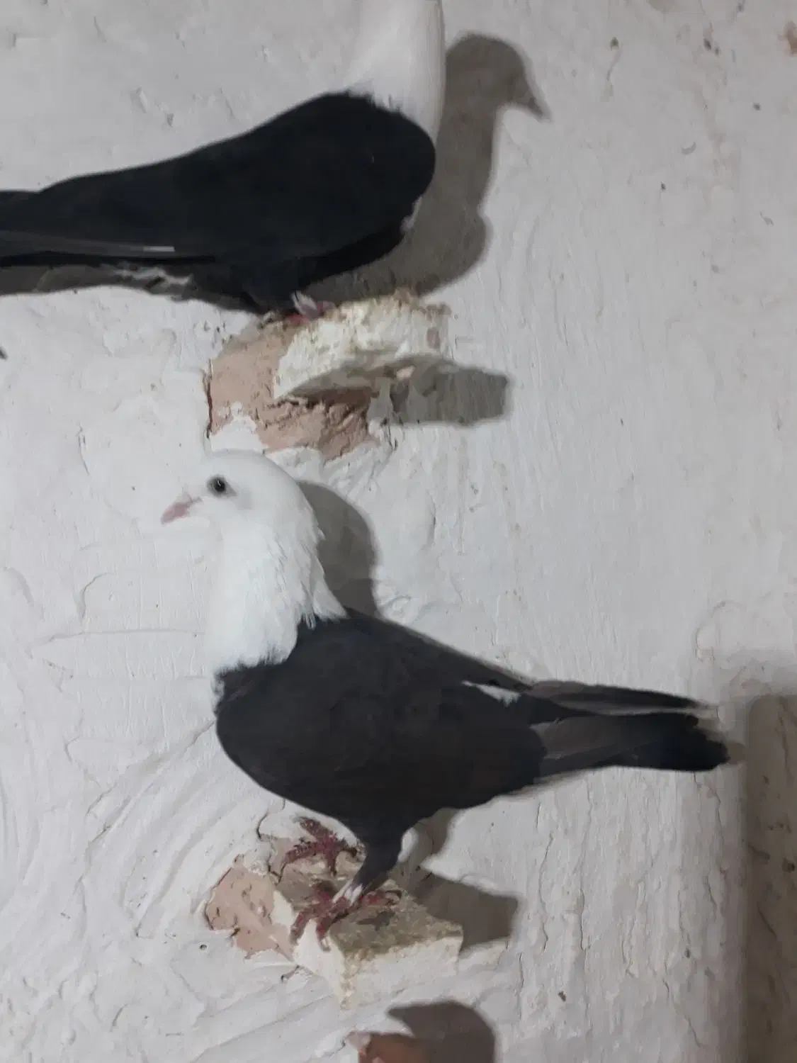 کله سفید و زرد و دم سفید|پرنده|سبزوار, شرق کال میانی|دیوار