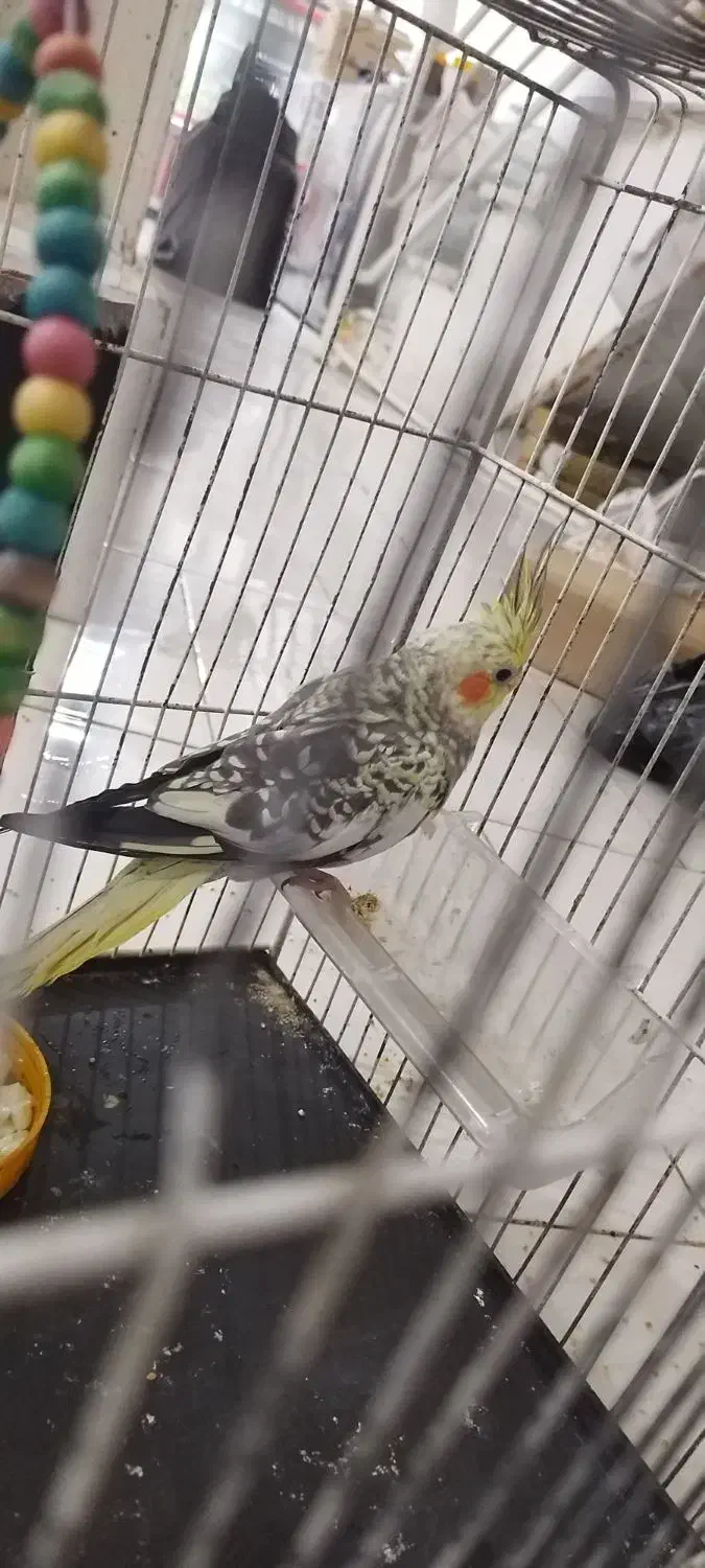 جوجه وجوانه عروس|پرنده|سبزوار, امیریه|دیوار