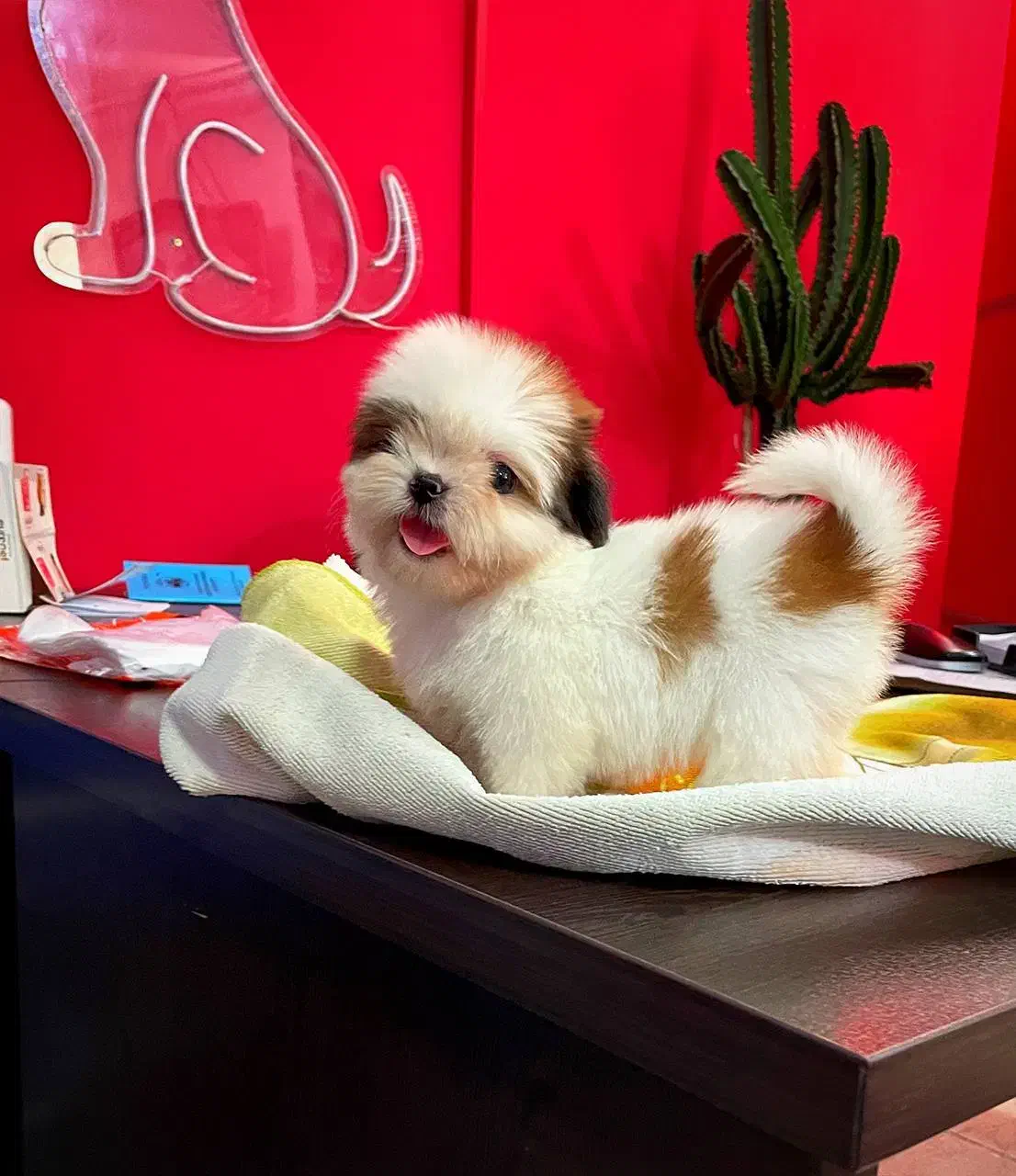 توله های جذاب شیتزو|سگ|تهران, اختیاریه|دیوار