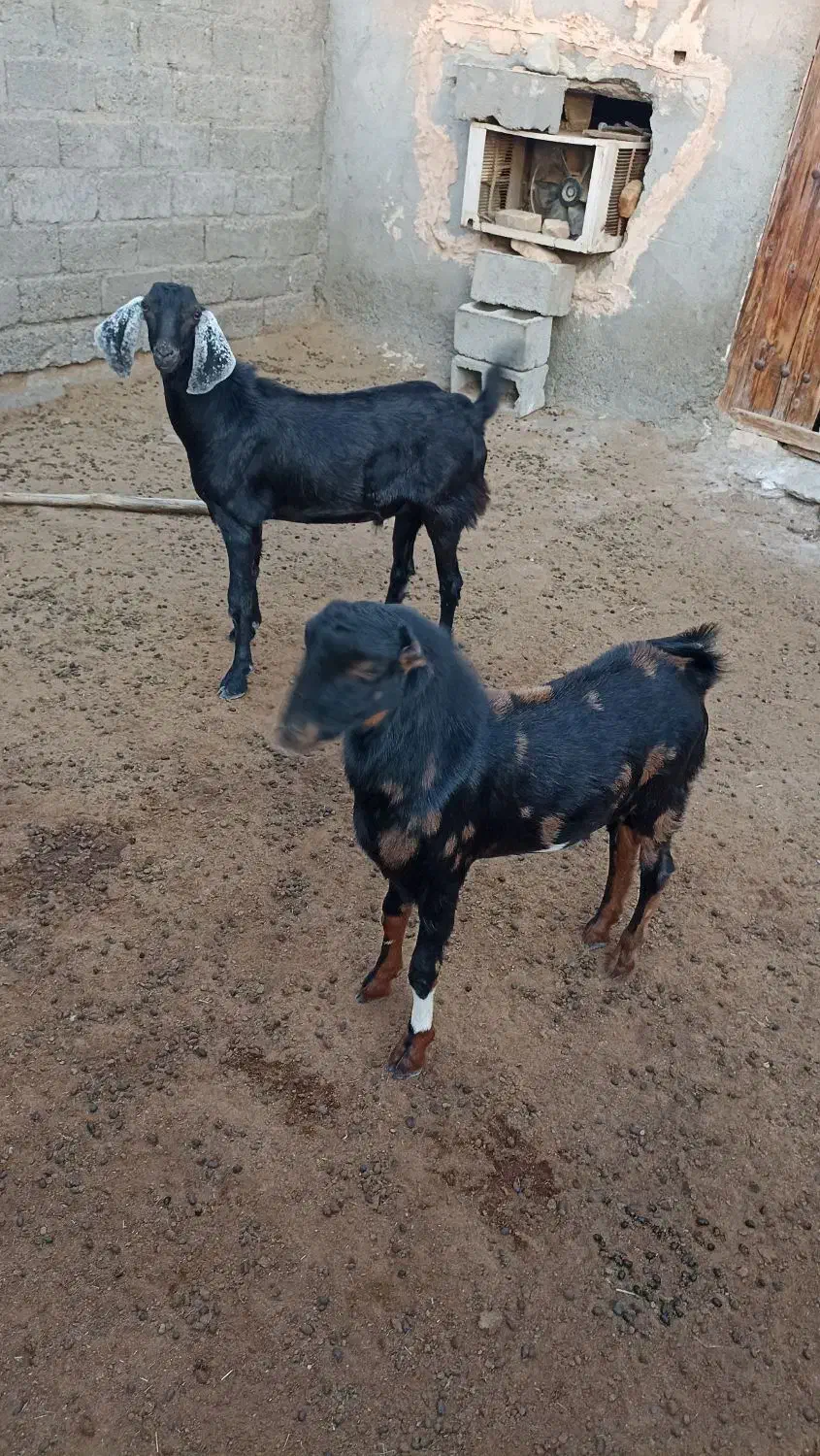 کهره نر|حیوانات مزرعه|میناب, |دیوار