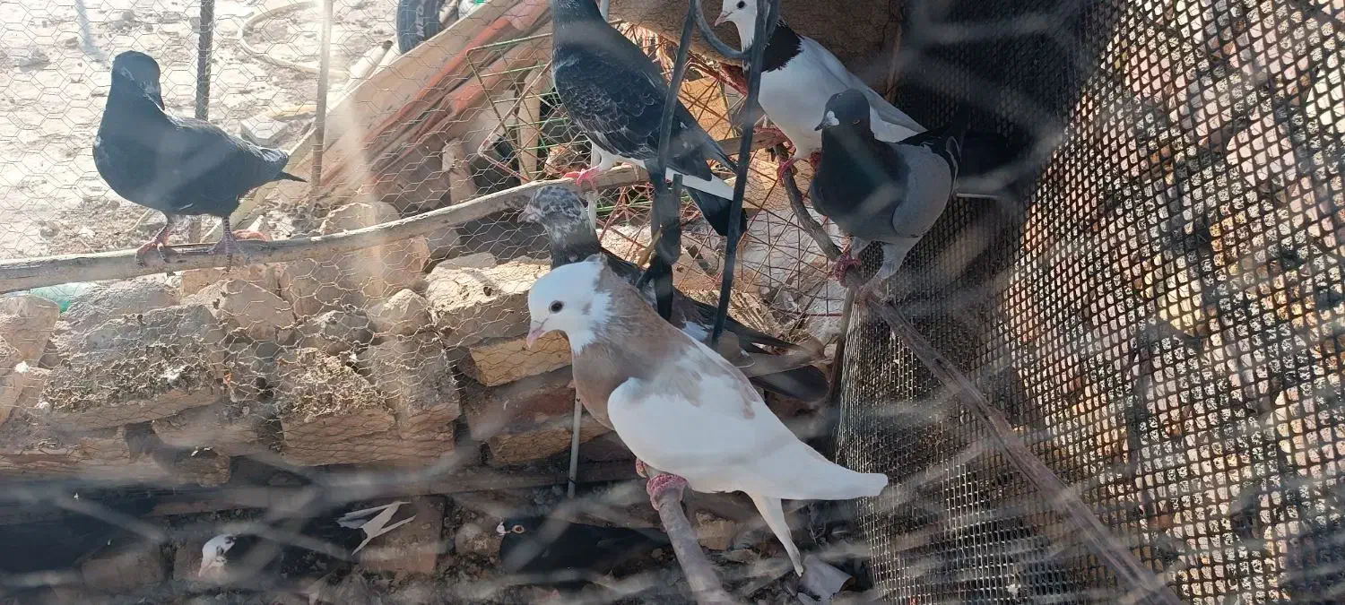 کفتر|پرنده|زابل, |دیوار