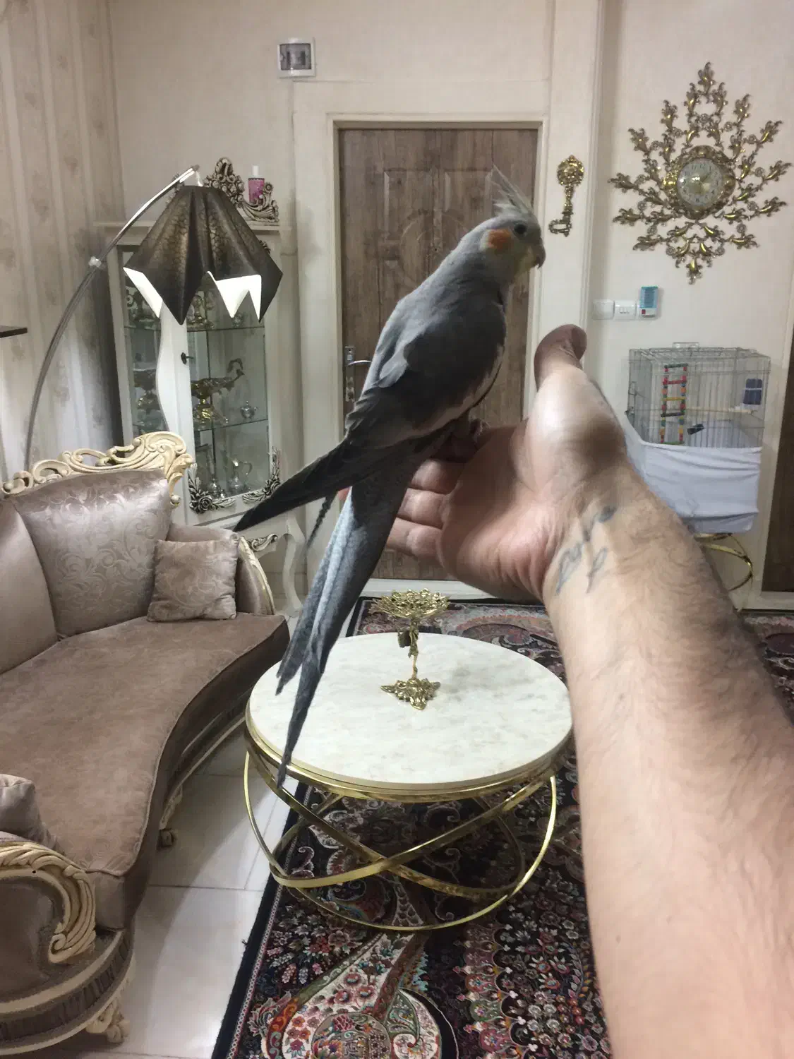 عروس هلندی سالم ‌سرحال|پرنده|گلستان (تهران), |دیوار