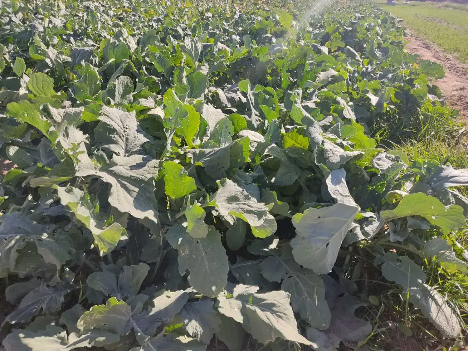 سر و خود شلغم|حراج|بیرجند, |دیوار